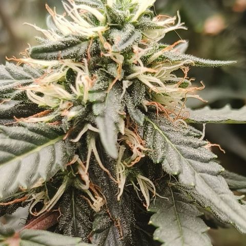 Tangerine Sorbet growlog timeline photo