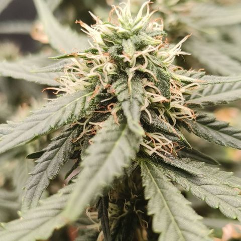Tangerine Sorbet growlog timeline photo
