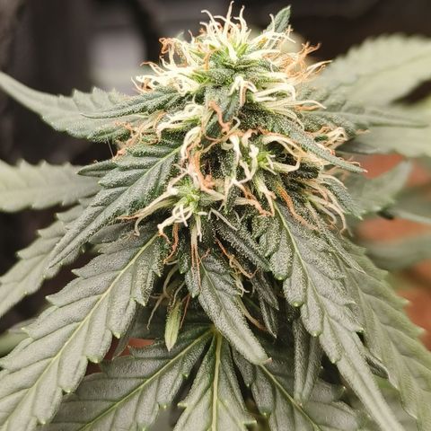 Tangerine Sorbet growlog timeline photo