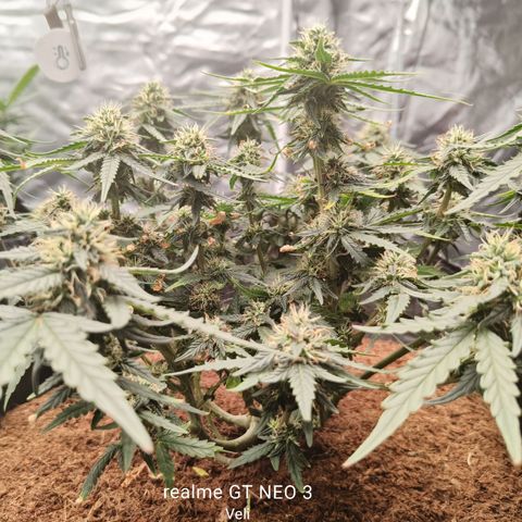 Tangerine Sorbet growlog timeline photo