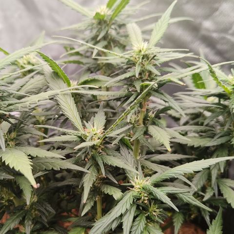 Atomical Haze growlog timeline photo