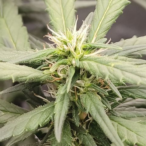 Atomical Haze growlog timeline photo