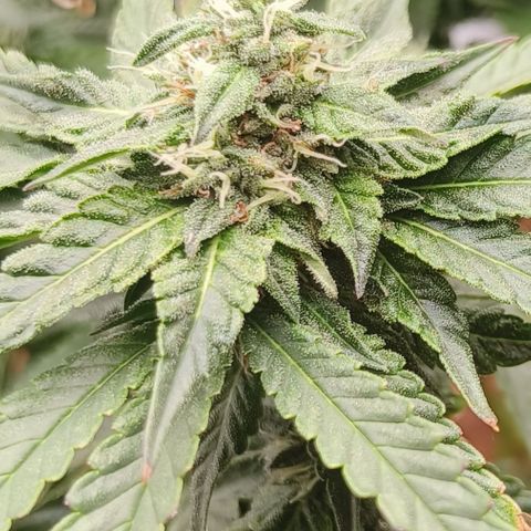 runz x layer cake growlog timeline photo