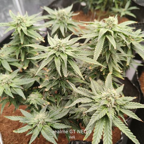 runz x layer cake growlog timeline photo