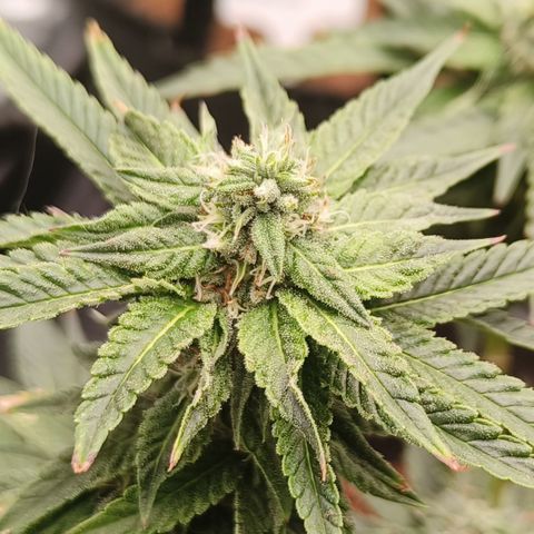 runz x layer cake growlog timeline photo