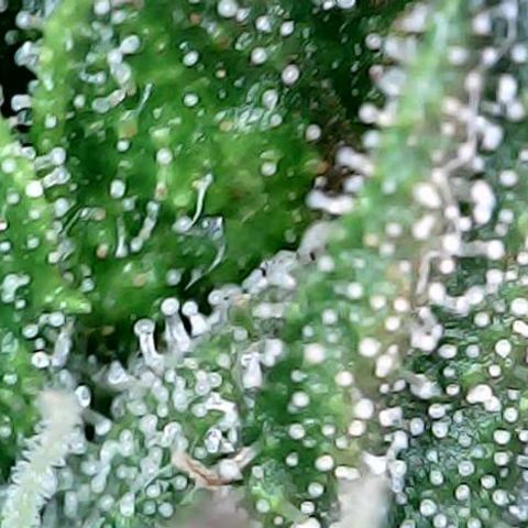 runz x layer cake growlog timeline photo