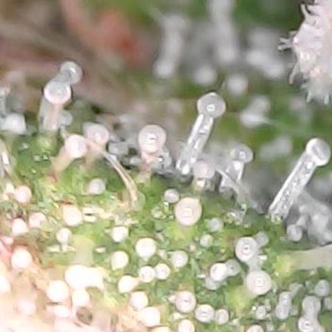 runz x layer cake growlog timeline photo
