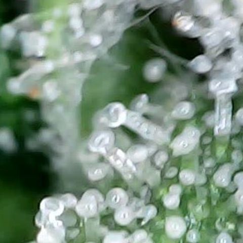runz x layer cake growlog timeline photo
