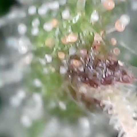 runz x layer cake growlog timeline photo