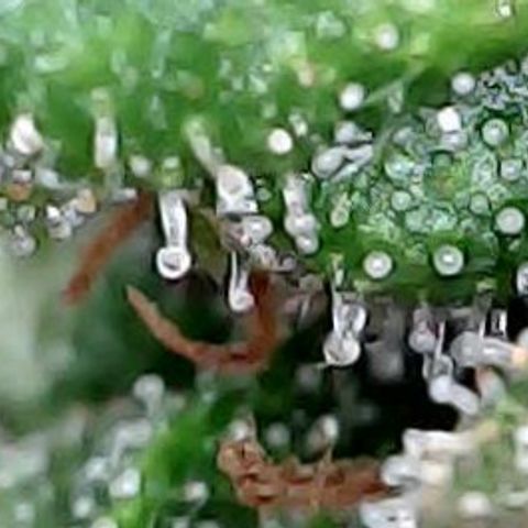 runz x layer cake growlog timeline photo