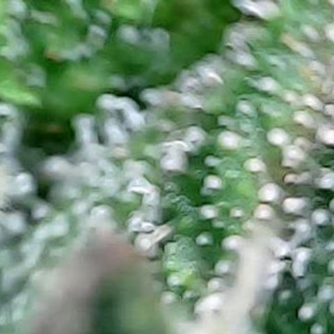 runz x layer cake growlog timeline photo