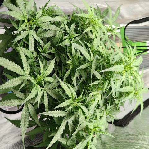 Lucky growlog timeline photo