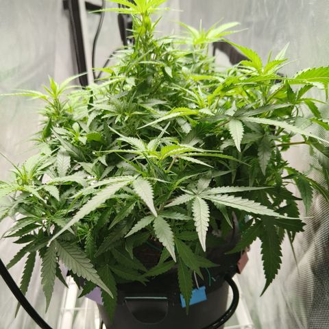 Lucky growlog timeline photo