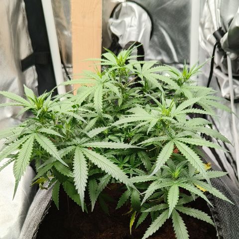 Big Bud Automatic growlog timeline photo