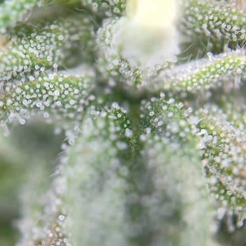runz x layer cake growlog timeline photo