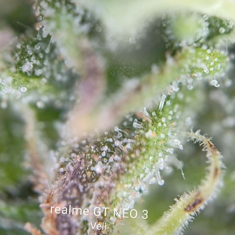 runz x layer cake growlog timeline photo