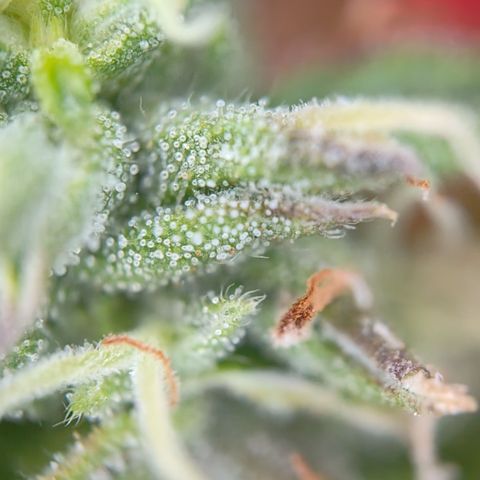 runz x layer cake growlog timeline photo