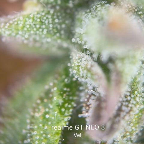 runz x layer cake growlog timeline photo