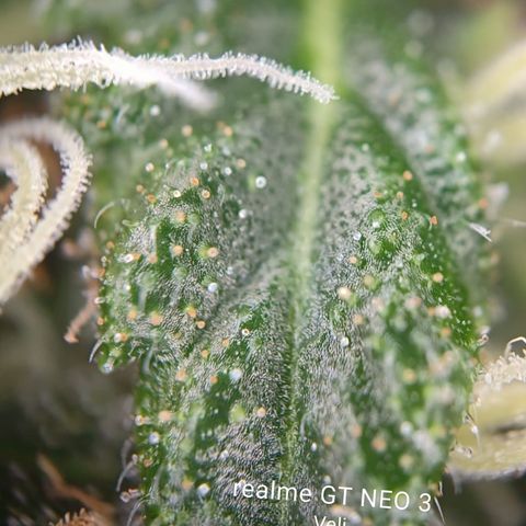 Tangerine Sorbet growlog timeline photo
