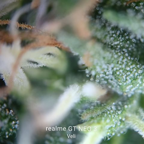 Tangerine Sorbet growlog timeline photo