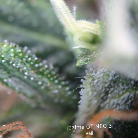 Tangerine Sorbet growlog timeline photo