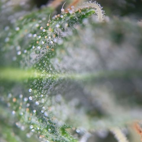 Tangerine Sorbet growlog timeline photo