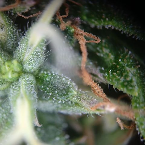 Tangerine Sorbet growlog timeline photo