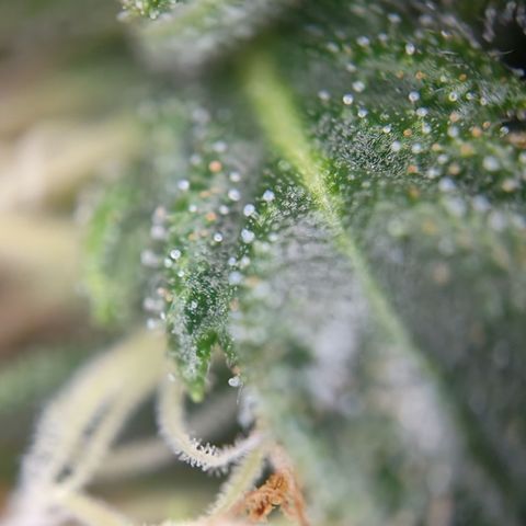 Tangerine Sorbet growlog timeline photo