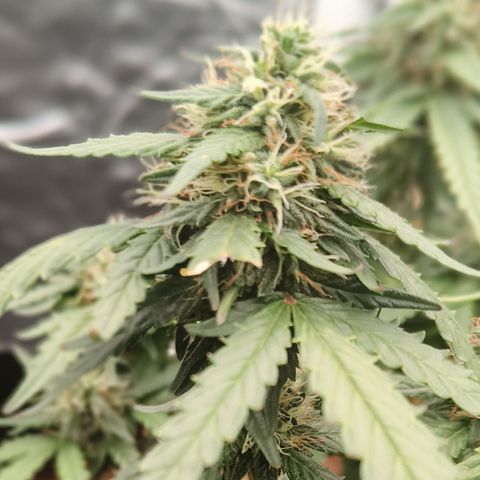 Tangerine Sorbet growlog timeline photo