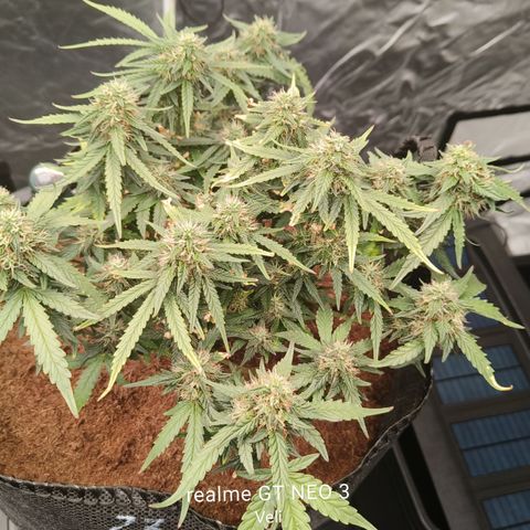 Tangerine Sorbet growlog timeline photo
