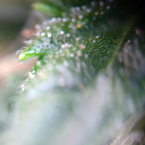 Tangerine Sorbet growlog timeline photo