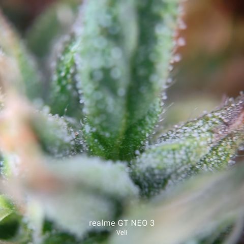 Tangerine Sorbet growlog timeline photo