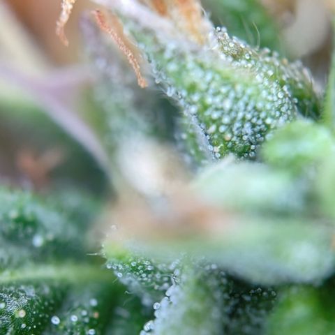 Tangerine Sorbet growlog timeline photo