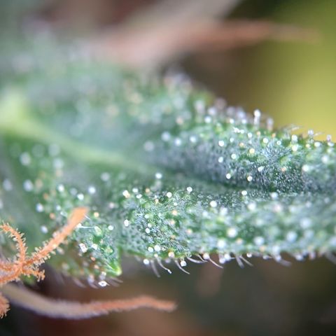Tangerine Sorbet growlog timeline photo