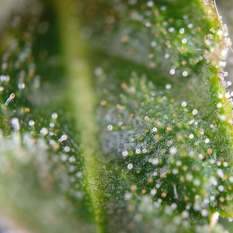 runz x layer cake growlog timeline photo