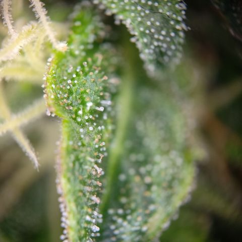 runz x layer cake growlog timeline photo