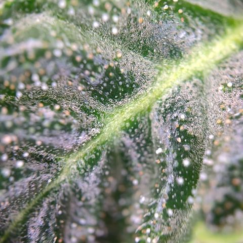 runz x layer cake growlog timeline photo