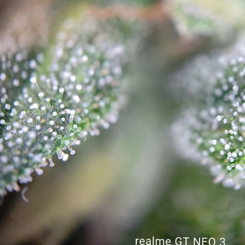 runz x layer cake growlog timeline photo