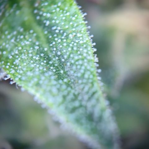 runz x layer cake growlog timeline photo