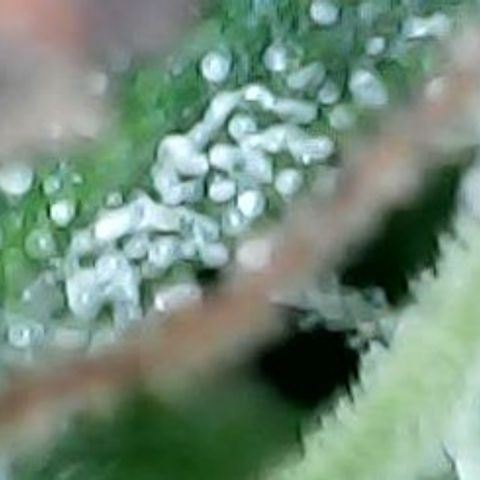 Tangerine Sorbet growlog timeline photo