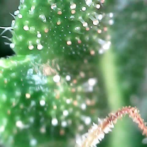 Tangerine Sorbet growlog timeline photo