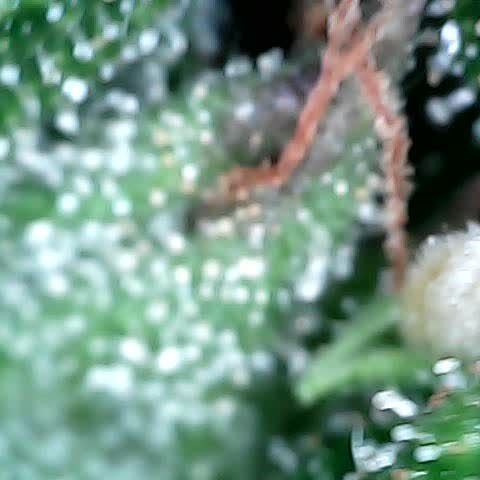 Tangerine Sorbet growlog timeline photo
