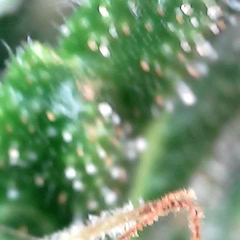 Tangerine Sorbet growlog timeline photo