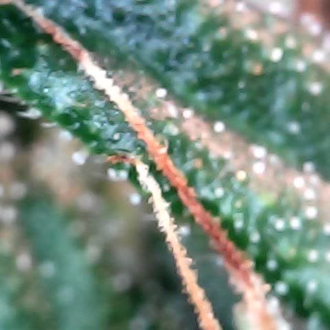 Tangerine Sorbet growlog timeline photo