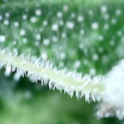 runz x layer cake growlog timeline photo