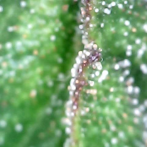 runz x layer cake growlog timeline photo