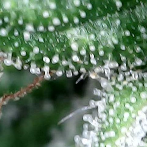 runz x layer cake growlog timeline photo