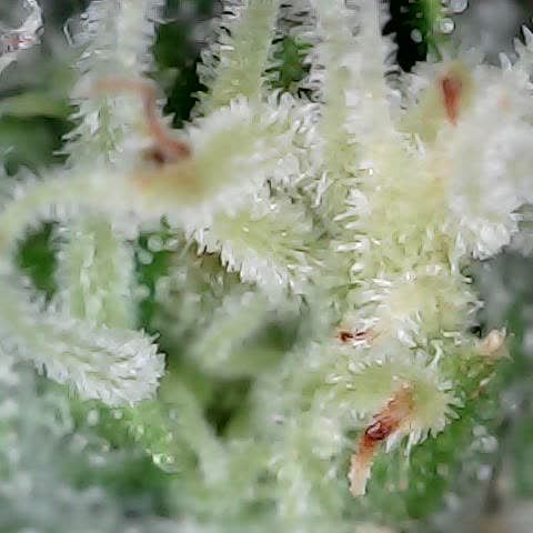 runz x layer cake growlog timeline photo