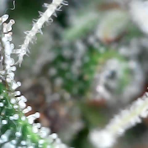 runz x layer cake growlog timeline photo