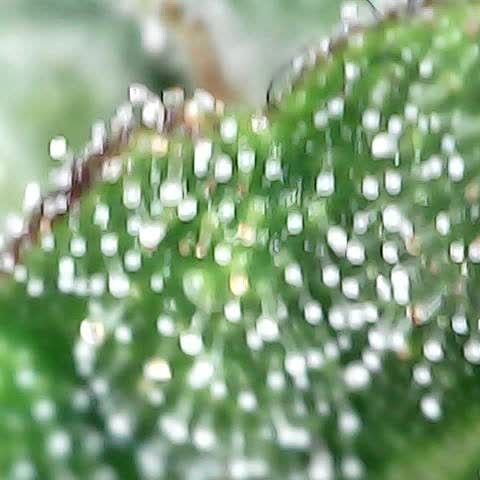 runz x layer cake growlog timeline photo